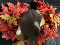 Celebration, a female Pomeranian for sale in Littleton, CO – 7 of 7