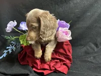 Walter, a male Miniature Dachshund for sale in Littleton, CO – 5 of 7