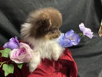 Ribbon, a female Pomeranian for sale in Littleton, CO – 3 of 8