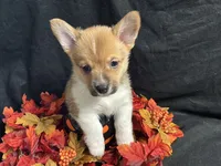 Cheddar , a male Pembroke Welsh Corgi for sale in Littleton, CO – 4 of 6