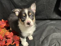 Swiss, a female Pembroke Welsh Corgi for sale in Littleton, CO – 5 of 9