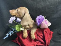 Paprika, a female Miniature Dachshund for sale in Littleton, CO – 3 of 7
