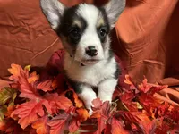 Nestlé, a female Pembroke Welsh Corgi for sale in Littleton, CO – 5 of 8