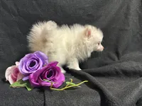 Parti, a female Pomeranian for sale in Littleton, CO – 6 of 8