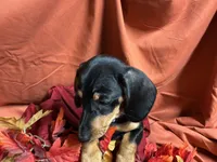 Linguine, a male Miniature Dachshund for sale in Littleton, CO – 3 of 6