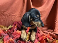 Linguine, a male Miniature Dachshund for sale in Littleton, CO – 5 of 6