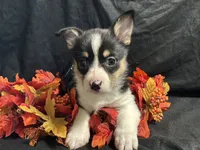 Swiss, a female Pembroke Welsh Corgi for sale in Littleton, CO – 4 of 9