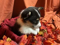 Reese, a female Pembroke Welsh Corgi for sale in Littleton, CO – 4 of 7