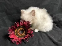Bows, a female Pomeranian for sale in Littleton, CO – 6 of 6
