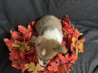 Havarti, a female Pembroke Welsh Corgi for sale in Littleton, CO – 4 of 7