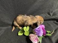 Rosemary, a female Miniature Dachshund for sale in Littleton, CO – 9 of 9