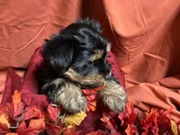 Snickers, a male Yorkshire Terrier for sale in Littleton, CO – 6 of 8