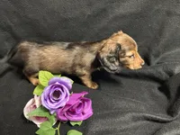 Thyme, a female Miniature Dachshund for sale in Littleton, CO – 3 of 7