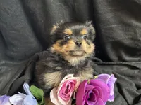 Snickers, a female Pomeranian and Yorkshire Terrier for sale in Littleton, CO – Photo 3 of 10
