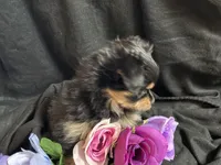 Snickers, a female Pomeranian and Yorkshire Terrier for sale in Littleton, CO – Photo 7 of 10