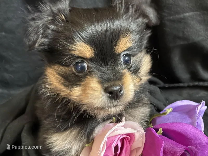 Snickers – Pomeranian, Yorkshire Terrier puppy for sale in Littleton, CO