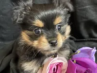 Snickers, a female Pomeranian and Yorkshire Terrier for sale in Littleton, CO – Photo 1 of 10