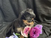 Snickers, a female Pomeranian and Yorkshire Terrier for sale in Littleton, CO – Photo 8 of 10