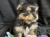 Snickers, a female Pomeranian and Yorkshire Terrier for sale in Littleton, CO – Photo 9 of 10