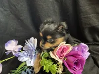 Snickers, a female Pomeranian and Yorkshire Terrier for sale in Littleton, CO – Photo 6 of 10