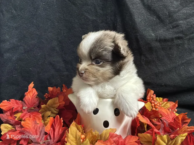 Independence – Pomeranian puppy for sale in Littleton, CO