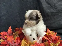 Independence, a male Pomeranian for sale in Littleton, CO – 1 of 8