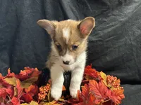 Gouda, a female Pembroke Welsh Corgi for sale in Littleton, CO – 2 of 7
