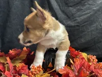 Provolone, a male Pembroke Welsh Corgi for sale in Littleton, CO – 2 of 7