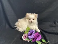 Parti, a female Pomeranian for sale in Littleton, CO – 1 of 8