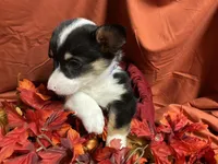 Kit kat, a female Pembroke Welsh Corgi for sale in Littleton, CO – 4 of 6