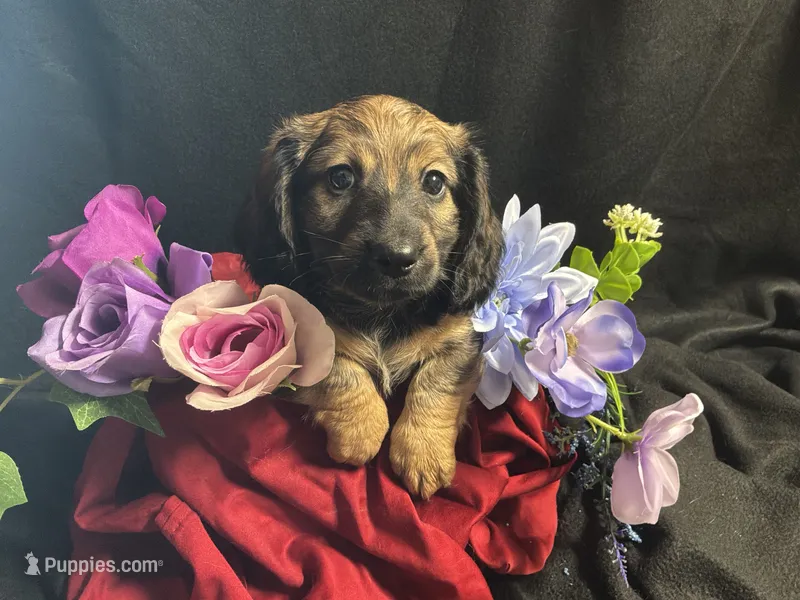 Funyon – Miniature Dachshund puppy for sale in Littleton, CO