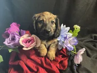 Funyon, a male Miniature Dachshund for sale in Littleton, CO – 1 of 8