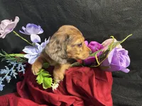 Rosemary, a female Miniature Dachshund for sale in Littleton, CO – 2 of 9