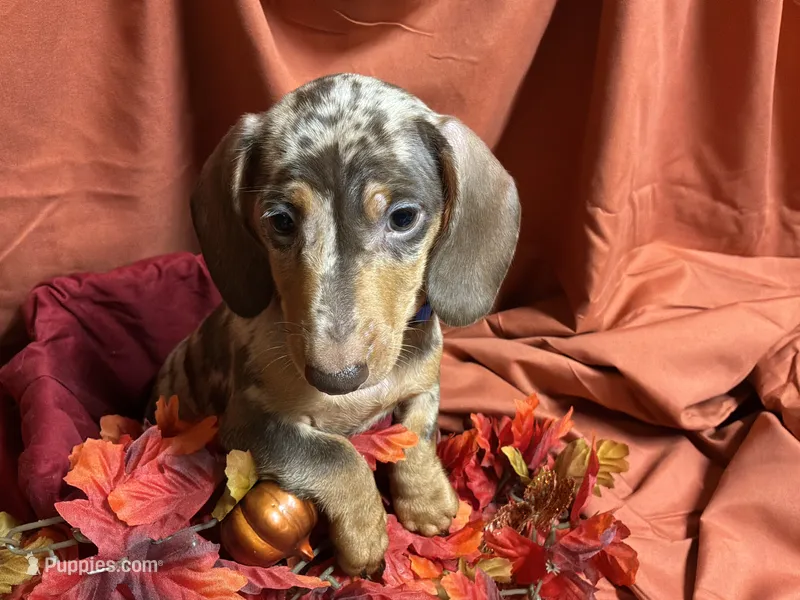 Fettuccine, a male Miniature Dachshund for sale in Littleton, CO – 1 of 6