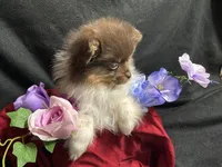 Ribbon, a female Pomeranian for sale in Littleton, CO – 1 of 8
