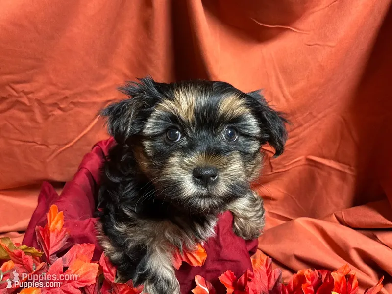 Oreo – Yorkshire Terrier puppy for sale in Littleton, CO