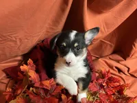 Kit kat, a female Pembroke Welsh Corgi for sale in Littleton, CO – 3 of 6