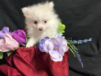 Parti, a female Pomeranian for sale in Littleton, CO – 8 of 8
