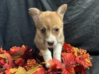 Monterey, a female Pembroke Welsh Corgi for sale in Littleton, CO – 3 of 6