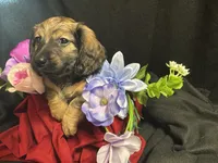 Funyon, a male Miniature Dachshund for sale in Littleton, CO – 3 of 8