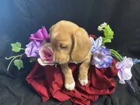 Tic tac, a male Miniature Dachshund for sale in Littleton, CO – 2 of 8