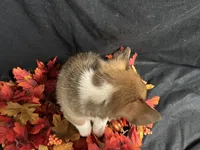 Monterey, a female Pembroke Welsh Corgi for sale in Littleton, CO – 6 of 6
