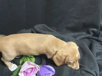 Tic tac, a male Miniature Dachshund for sale in Littleton, CO – 7 of 8