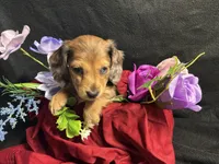 Rosemary, a female Miniature Dachshund for sale in Littleton, CO – 3 of 9