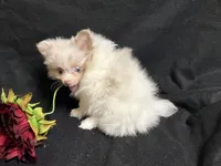 Glitter, a female Pomeranian for sale in Littleton, CO – 7 of 8