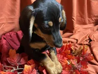 Rigatoni, a male Miniature Dachshund for sale in Littleton, CO – 7 of 9