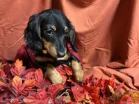 Macaroni, a female Miniature Dachshund for sale in Littleton, CO – 8 of 8
