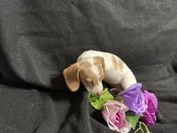 Cinnamon, a female Miniature Dachshund for sale in Littleton, CO – 5 of 8