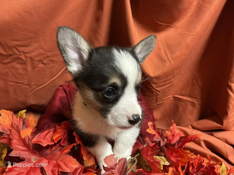 Nestlé, a female Pembroke Welsh Corgi for sale in Littleton, CO – 1 of 8