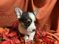 Nestlé, a female Pembroke Welsh Corgi for sale in Littleton, CO – 1 of 8